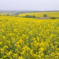 Yellow flowers field