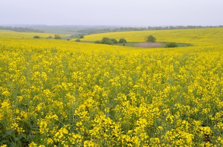 Yellow flowers field - flowers, golden, meadow, weather