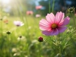 Pink Cosmos