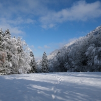 Snow Covered Trees