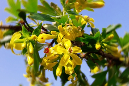 ðŸ’› - blossom, flowers, sky, trumpet, yellow