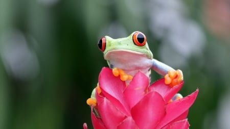 Frog - frog, nature, macro, broasca, pink, flower