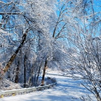 Winter forest