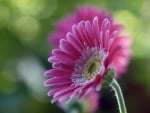 Gerbera