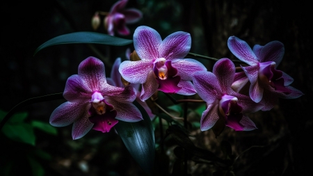 Orchids - flowers, garden, orchids, purple