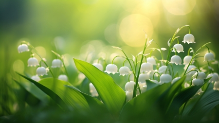 Lilies of the valley - Garden, White, Flowers, Spring