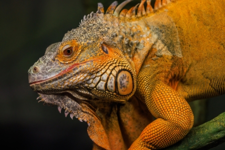 Iguana - herpetology, iguana, lizard, reptile