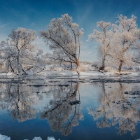 trees bent by frost