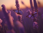 Butterflies on lavender flowers at sunset