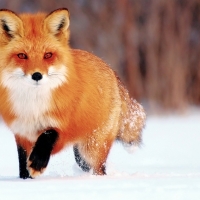 Fox in the snow