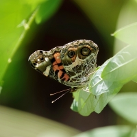 Painted Lady Butterfly