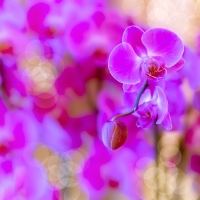 Orchids