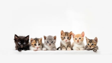 :) - white, kitten, cat, animal, pet, pisici