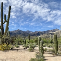 Saguaro National Park, Arizona