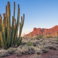 Organ Pipe Cactus National Monument, Arizona