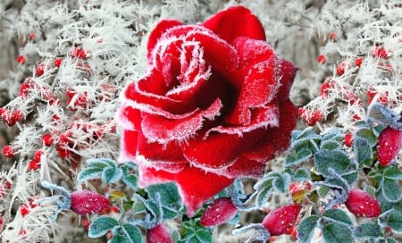 frozen roses - cold, snow, roses, winter