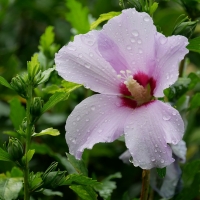 Hibiscus