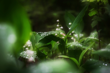 Lily of the valley - drops, flowers, macro, white