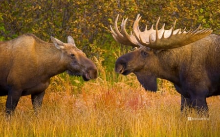 Alaska alces moose