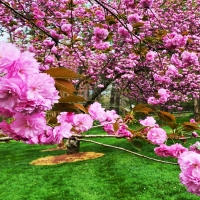 Cherry Blossoms, Gibbs Gardens, Ball Graound, Georgia