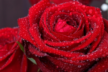 â¤ï¸ - flower, red, rose, water drops