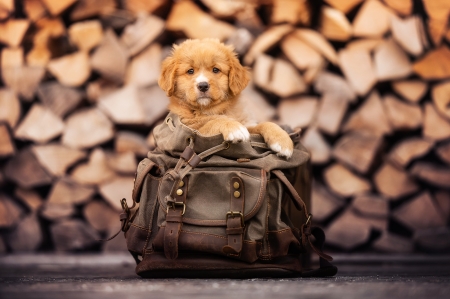 :) - toller, brown, wood, dog, cute, caine, puppy, bag