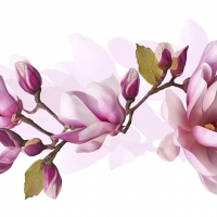 Magnolia