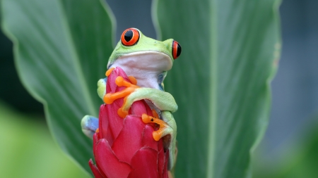 Frog - nature, green, exotic, flower, pink, amphibian, broasca, frog, macro