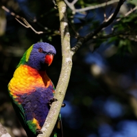 Rainbow Lorikeet