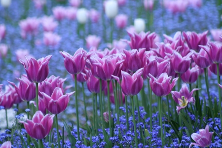 Tulips - garden, pink, spring, tulips