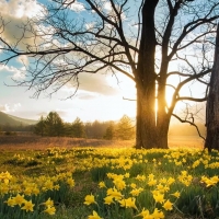 Signs of Spring. East Tennessee