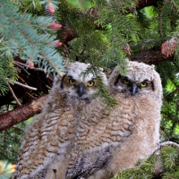 Great Horned Owl