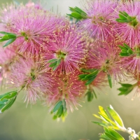 Persian Silk flowers (Albizia julibrissin)