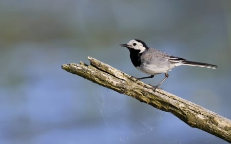 White Wagtail - bird, wagtail, wooden, white