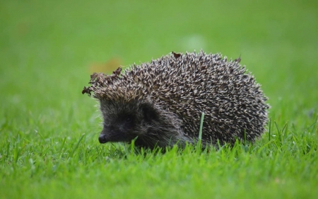 Hedgehog - Latvia, rodent, grass, hedgehog