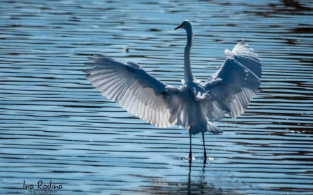 Egret - bird, egret, water, wings