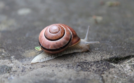 Snail - ground, animal, spiral, snail, macro