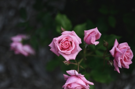 Pink Roses - buds, flowers, lights, roses