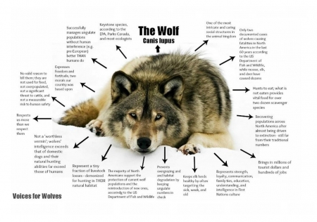 Wolf - animals, mammal, nature, wolf