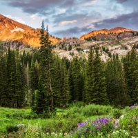 Albion Basin, Utah