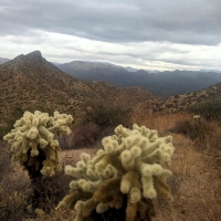 Teddy-Bear Cholla Cacti, Arizona