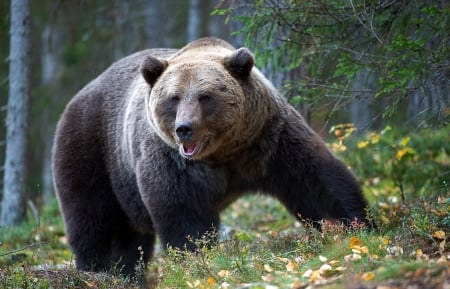 a little grizzly - bear, grass, trees, grizzly, flowers