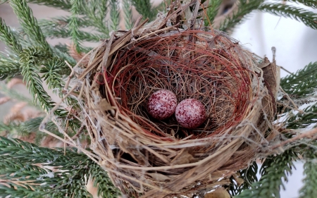 Bird Nest - eggs, nature, nest, spruce