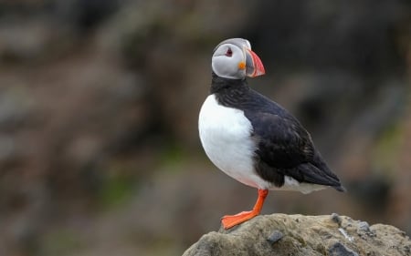 Puffin - rock, bird, animal, puffin