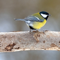 Great Tit