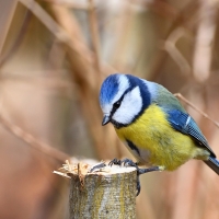 Blue Tit