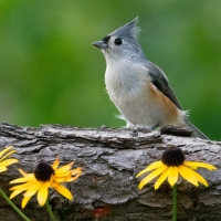 Tufted Tit