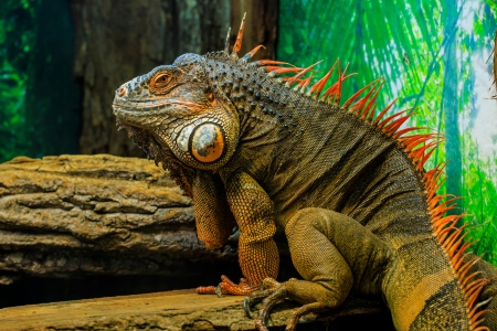 Iguana - animal, herpetology, iguana, reptile