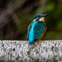 Kingfisher