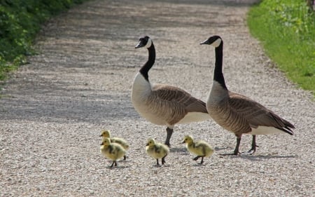 Canada Goose Family - geese, goslings, family, Canada, lane